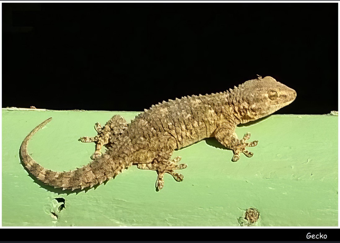 Gecko