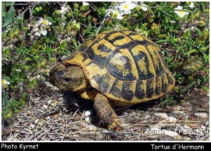Tortue d'Hermann